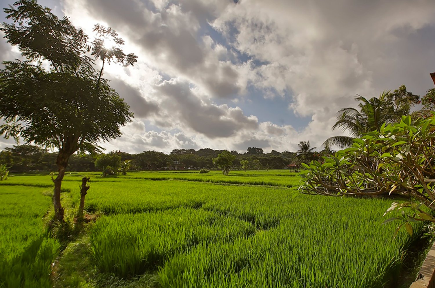 Rice Field View