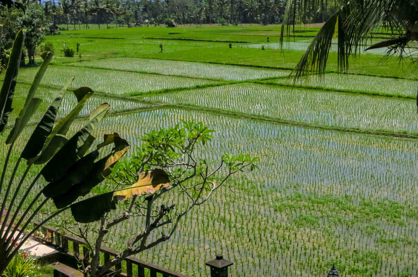 Rice Field View